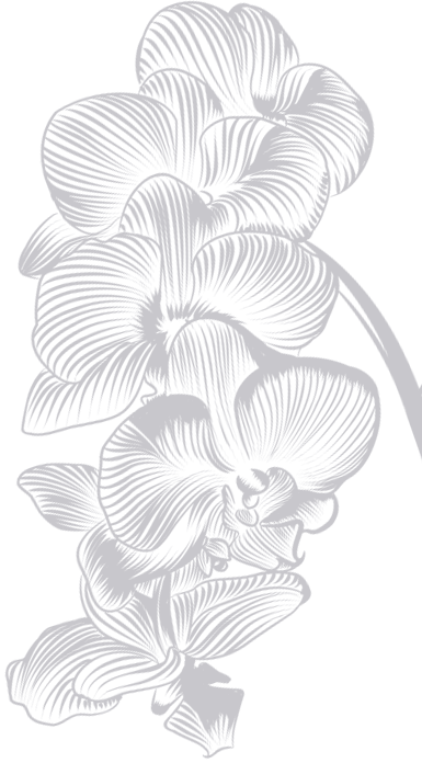 orchidea